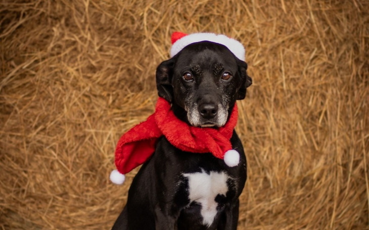 Zbiórka Wsparcie dla Fundacji S.O.S - zdjęcie główne