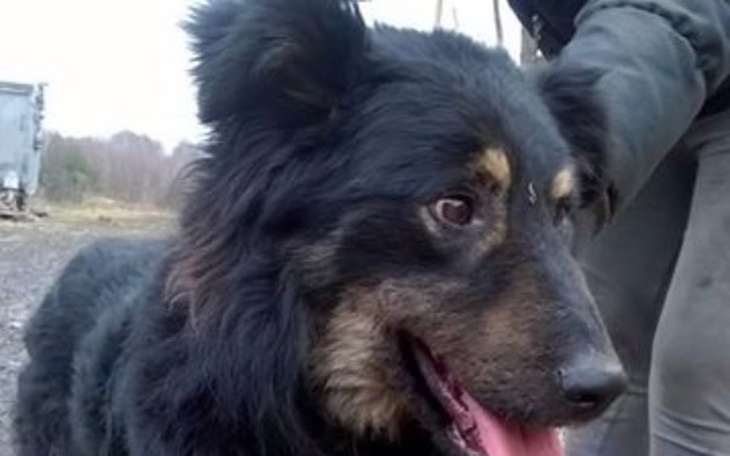 Zbiórka Bruno, taki zwykły Pies - zdjęcie główne