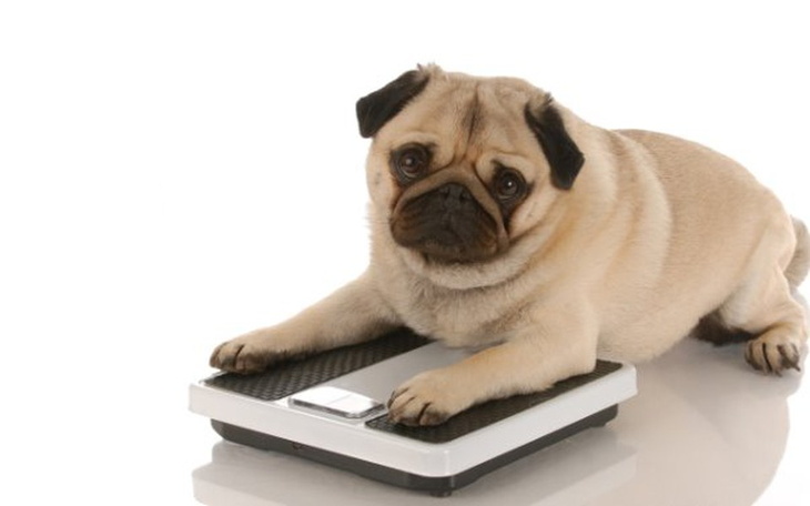 Zbiórka Waga dla bezdomniaków - zdjęcie główne