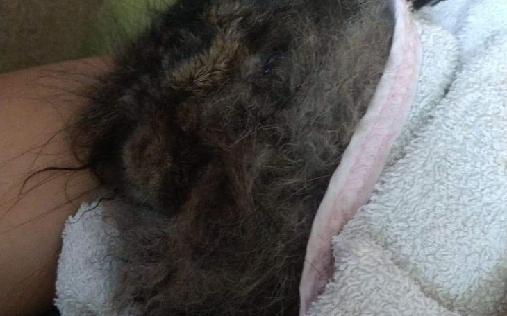 Zbiórka Leczenie krolika - zdjęcie główne