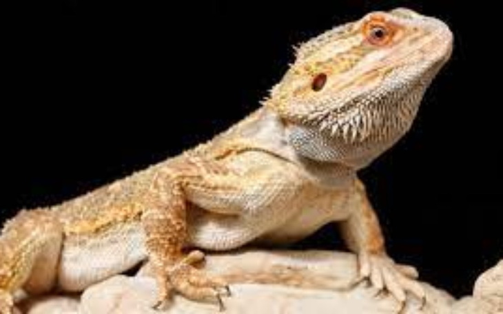 Zbiórka Agama Brodata Terrarium - zdjęcie główne