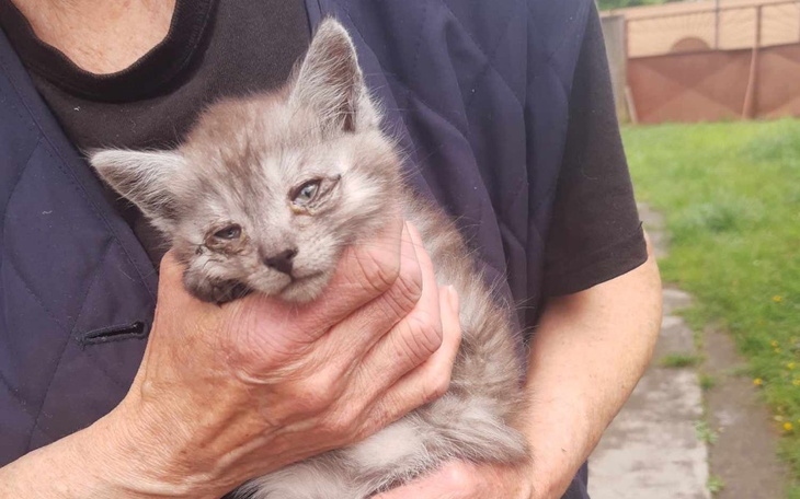 Zbiórka Malutkie chore kocięta - zdjęcie główne