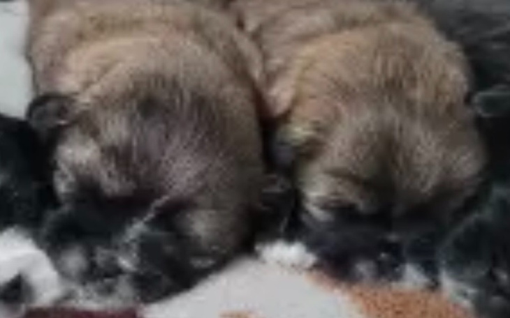 Zbiórka Leczenie chorych szczeniaczków - zdjęcie główne