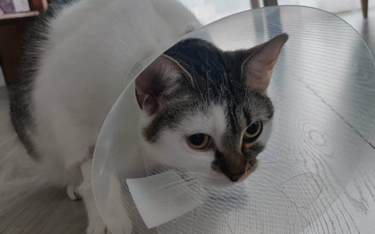 Zbiórka Leczenie Malinki - zdjęcie główne