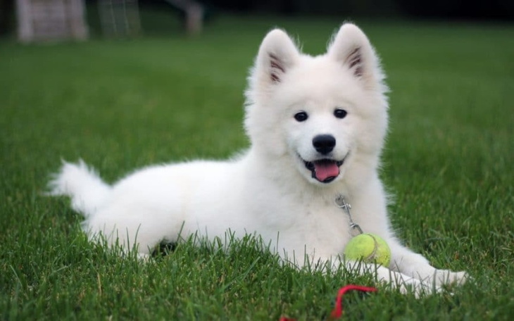 Zbiórka Spełnienie marzeń- samoyed - zdjęcie główne