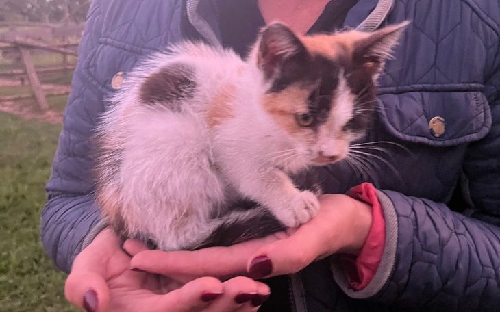 Zbiórka Jedzonko dla kotków i piesków - zdjęcie główne