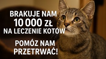Zbiórka Czy to już koniec ? - miniaturka zdjęcia