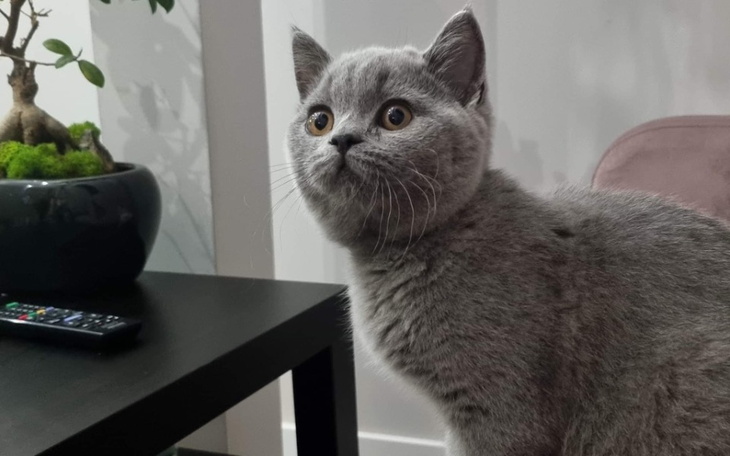 Zbiórka Elvis walczy ze śmiercią - zdjęcie główne