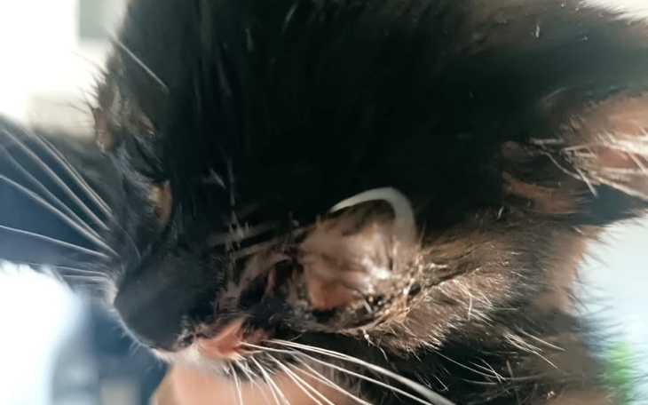 Zbiórka Gnijące oczy POMOCY - zdjęcie główne