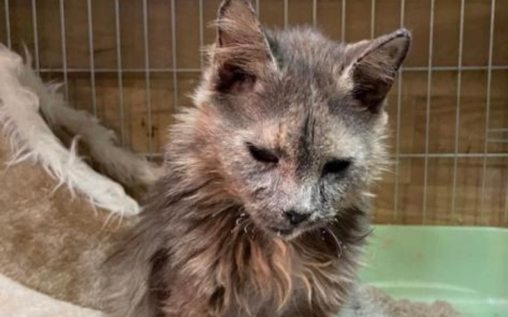 Zbiórka Dla zwierząt w Charkowie - zdjęcie główne