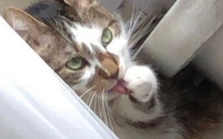 Zbiórka Cierpiąca kotka - zdjęcie główne