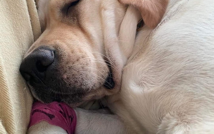 Zbiórka Ratunek Ozi przed kulawizną - zdjęcie główne