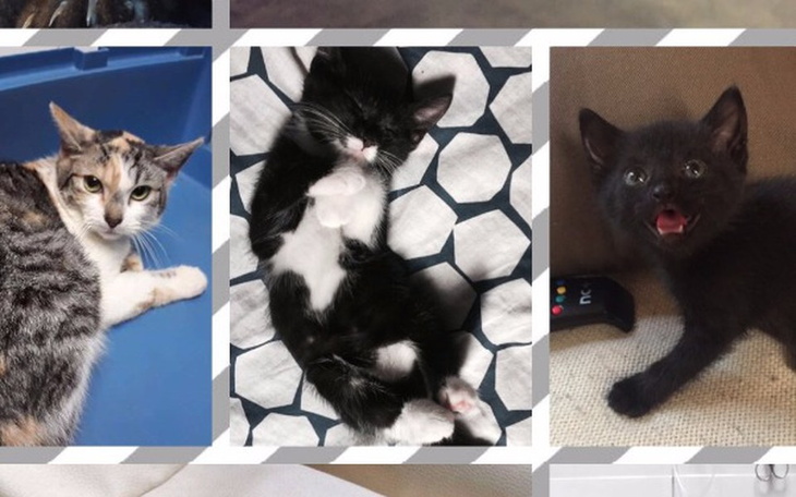 Zbiórka Szansa na lepszy koci świat - zdjęcie główne