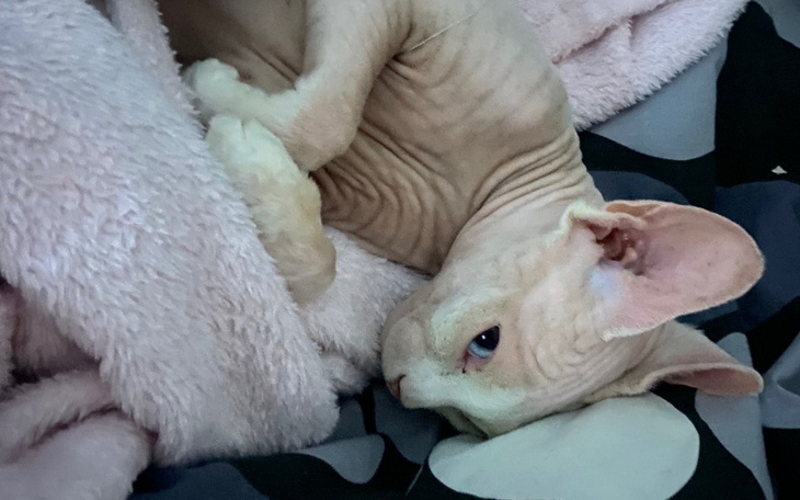 Kotek rasy sfinks leży na miękkim kocu, z zamkniętymi oczami.