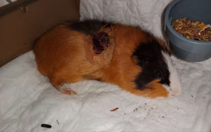 Zbiórka Pomóż Lolkowi wyzdrowieć - zdjęcie główne