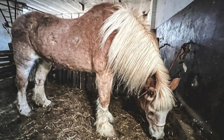 Koń pasący się w stajni, z długą grzywą.