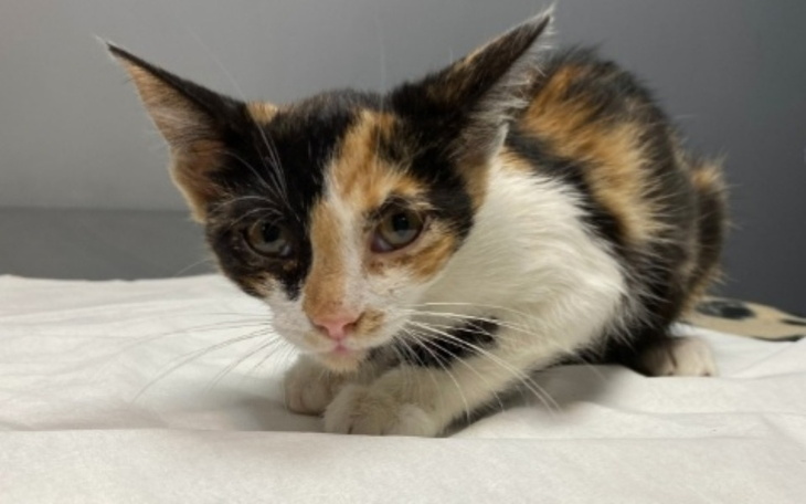 Zbiórka Malinka prosi o pomoc - zdjęcie główne