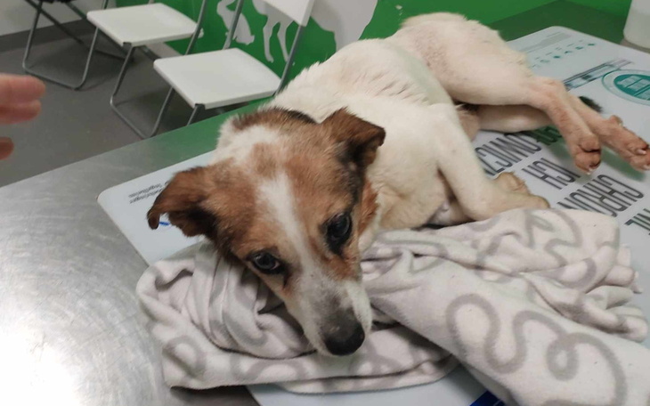 Chory pies leżący na stole w klinice weterynaryjnej.