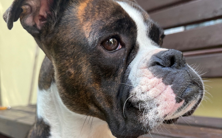 Zbliżenie na psa rasy bokser z wyrazistym spojrzeniem.