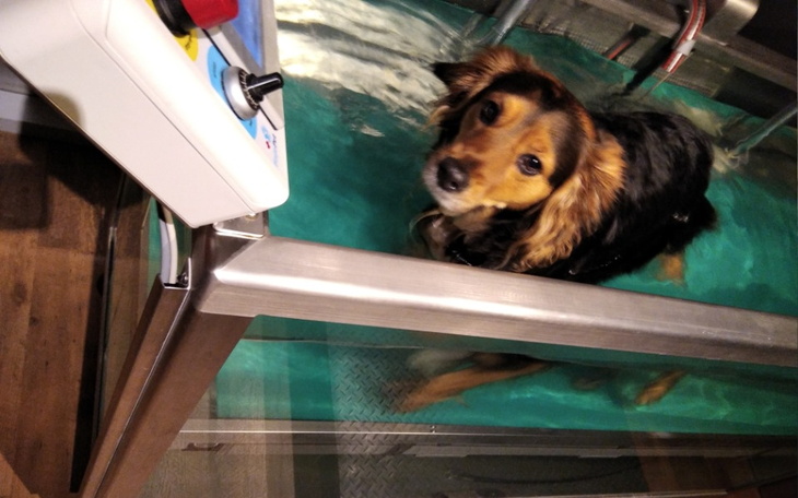 Pies w wodzie, korzystający z terapii wodnej.