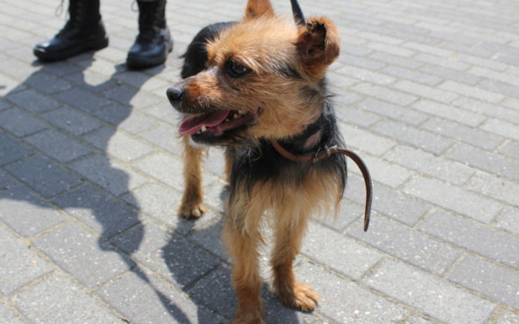 Zbiórka na schroniska zwierząt - zdjęcie główne