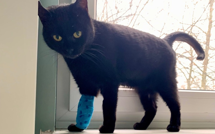 Zbiórka Co się dzieje w głowie Czarusi - zdjęcie główne