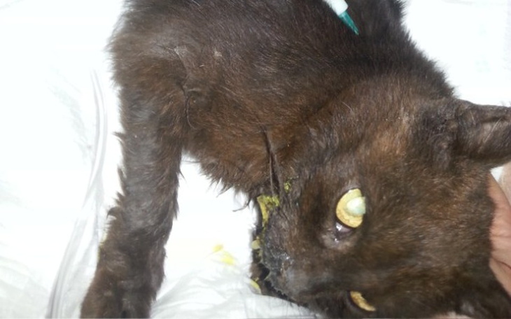 Zbiórka Dla chorej Różyczki - zdjęcie główne