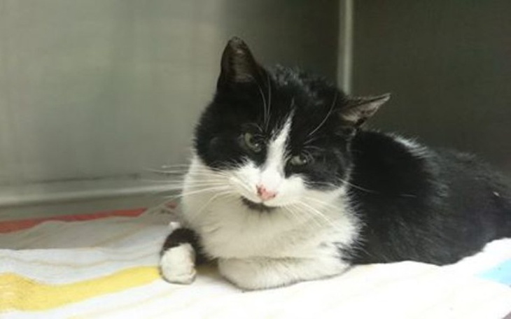 Czarnobiały kot leżący na kolorowej kocyk.