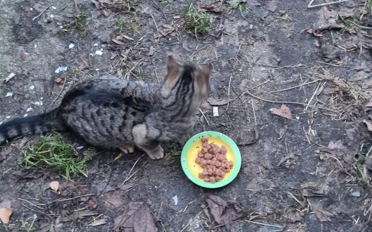 Zbiórka karma dla bezdomnych kotow - zdjęcie główne