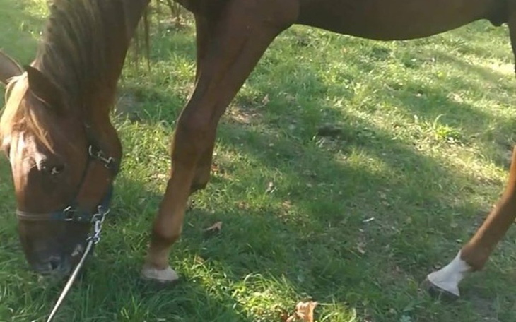 Zbiórka Zbiórka dla uratowanych koni - zdjęcie główne