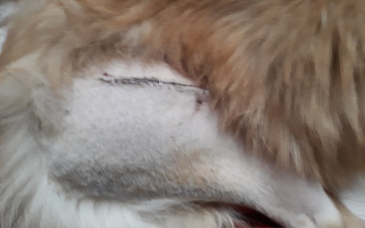 Zbiórka Operacja owczarka szkockiego - zdjęcie główne