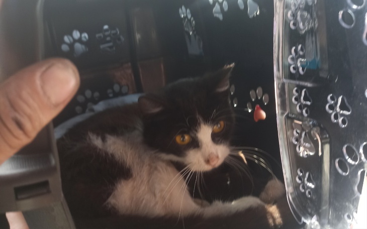 Zbiórka Kot Demon z FIP - zdjęcie główne