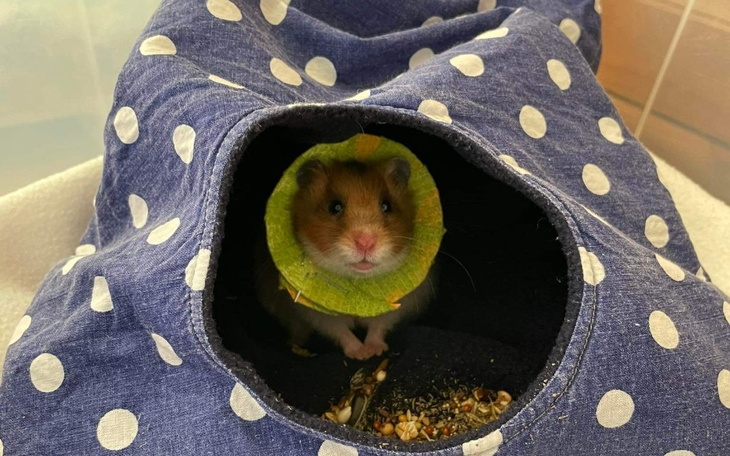 Zbiórka Chomicze staruszki i nie tylko - zdjęcie główne