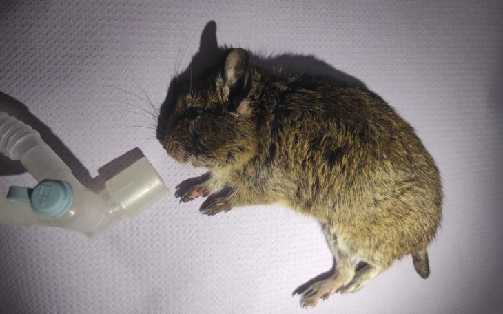 Zbiórka Koszatniczkowa walka - zdjęcie główne