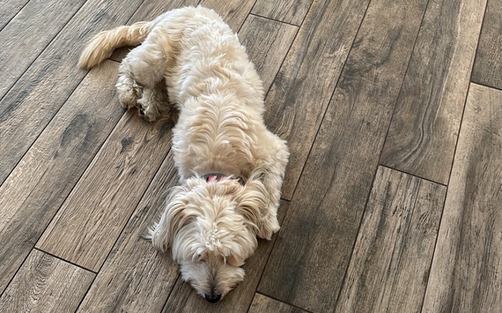 Zbiórka Operacja psa po potrąceniu. - zdjęcie główne