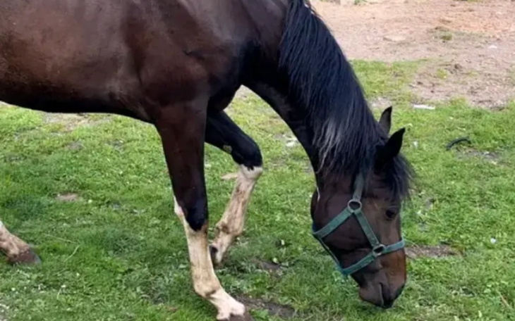 Zbiórka Operacja Emmy Klaczki - zdjęcie główne
