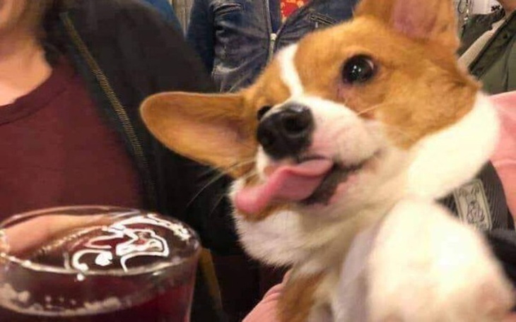 Zbiórka PIENIĄŻKI na PIESKA - zdjęcie główne