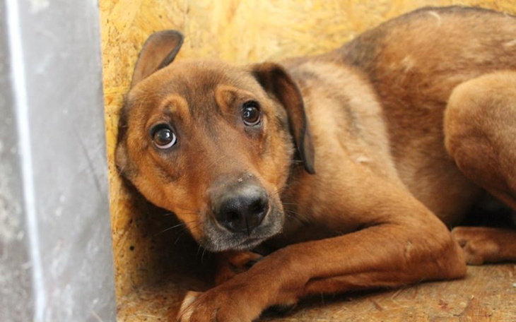 Pies leżący w kącie, z wyrazem niepokoju.