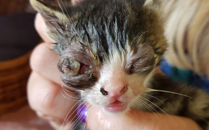 Zbiórka Ślepota zabija kocieta - zdjęcie główne