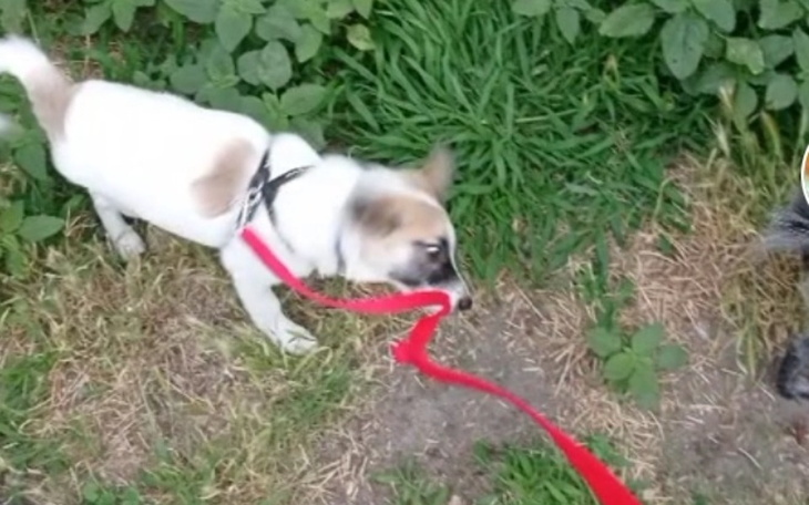 Zbiórka Leki dla chorego pieska - zdjęcie główne