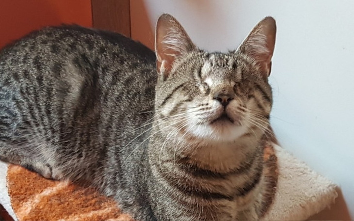 Zbiórka Pomóżmy niewidomej Jurandzi! - zdjęcie główne