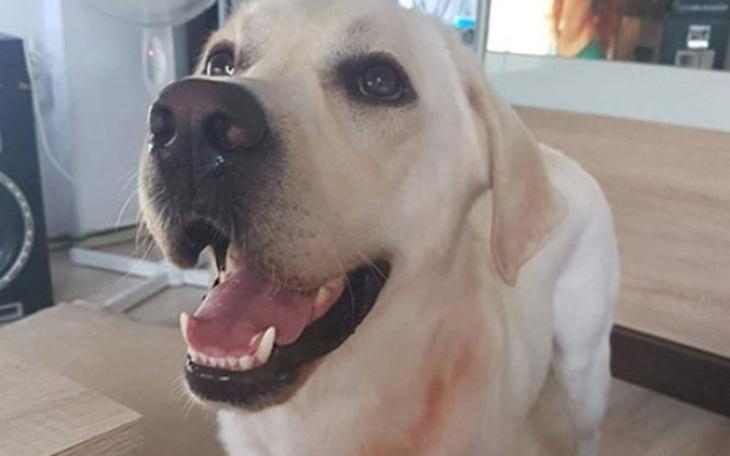 Zbiórka Uratowałem psa, a pies mnie! - zdjęcie główne