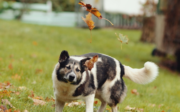 Zbiórka Cegiełka dla Atosa z Radys - zdjęcie główne