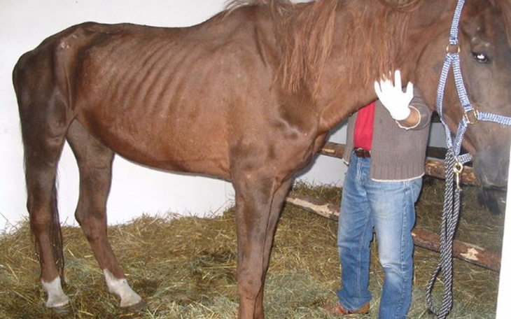 Zbiórka Pomóżmy koniom z Radomia - zdjęcie główne