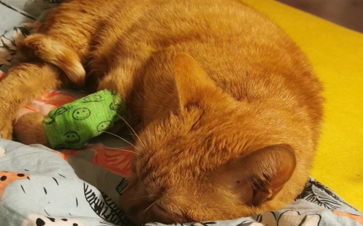 Zbiórka Iwanek - niewydolność nerek - zdjęcie główne