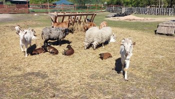 Zbiórka Pomóż w zakupie siana - - miniaturka zdjęcia