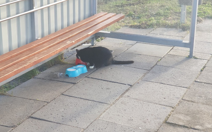 Zbiórka Na ocieplenie domków i zakup kar - zdjęcie główne