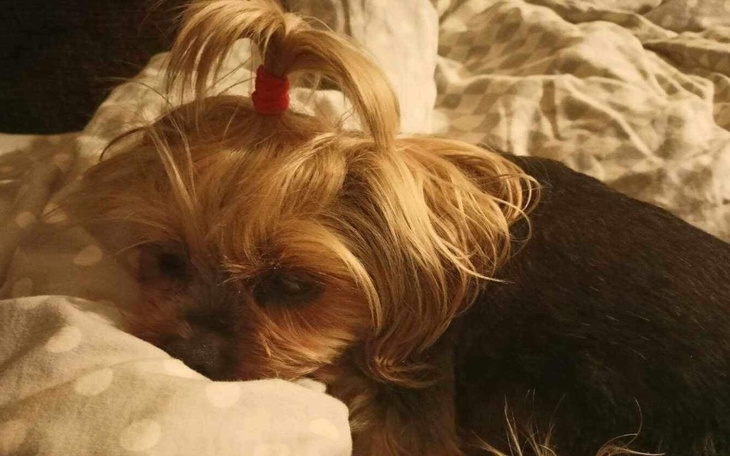 Zbiórka Dla Miski - zdjęcie główne