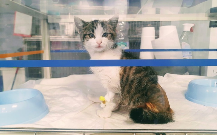 Zbiórka Cena życia Arielki - zdjęcie główne