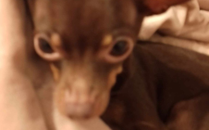 Zbiórka Operacja dla pieska maja - zdjęcie główne